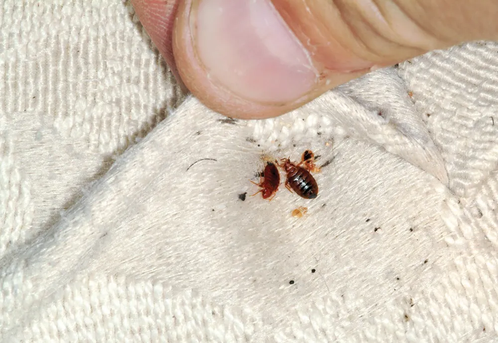 Professional Bed Bug Control Service in Dhaka, Bangladesh Image