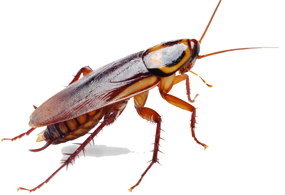Best cockroach control service in Dhaka , Bangladesh image