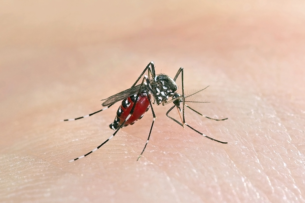 Mosquito Control Service in Dhaka image