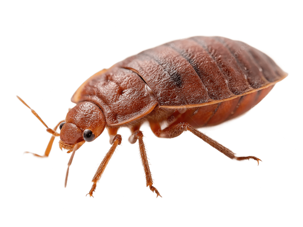 Bed Bug Control Service in Dhaka image