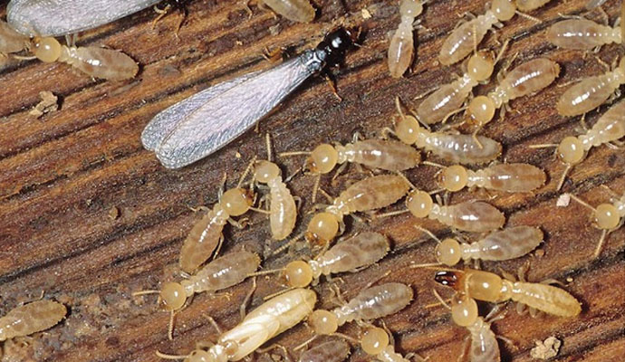 Termite Control Service in Dhaka, Bangladesh image