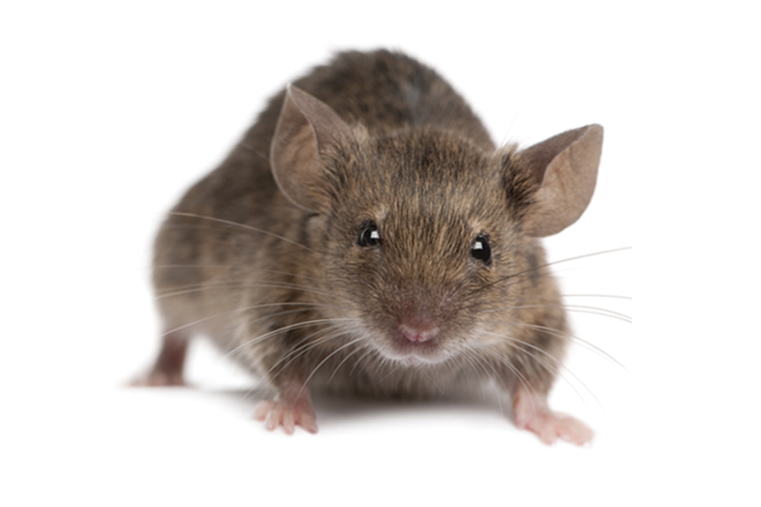 Rodent Control Service Price in Dhaka image