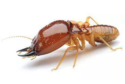 TermiteIMAGE