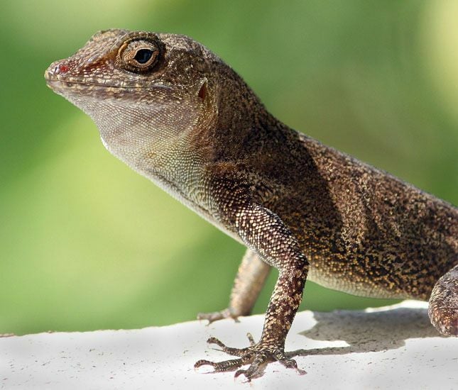 Lizard control service in Dhaka Bangladesh