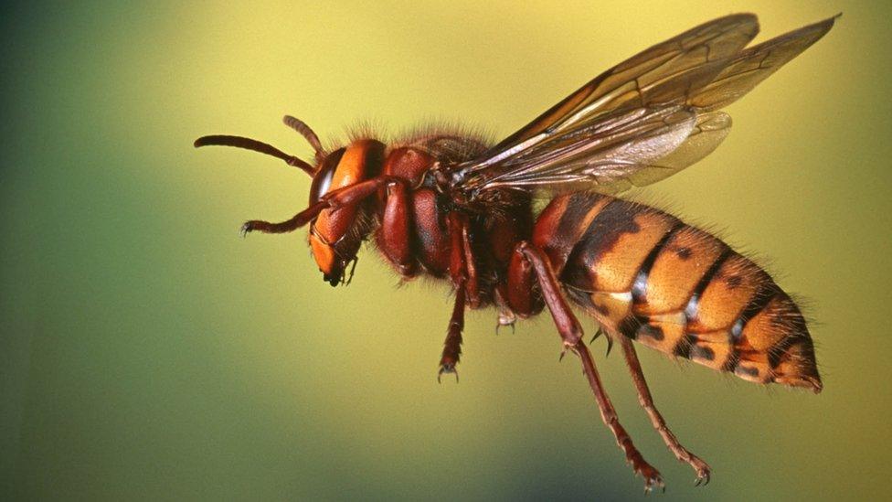 Professional hornet control and hornet nest treatment in Dhaka Bangladesh