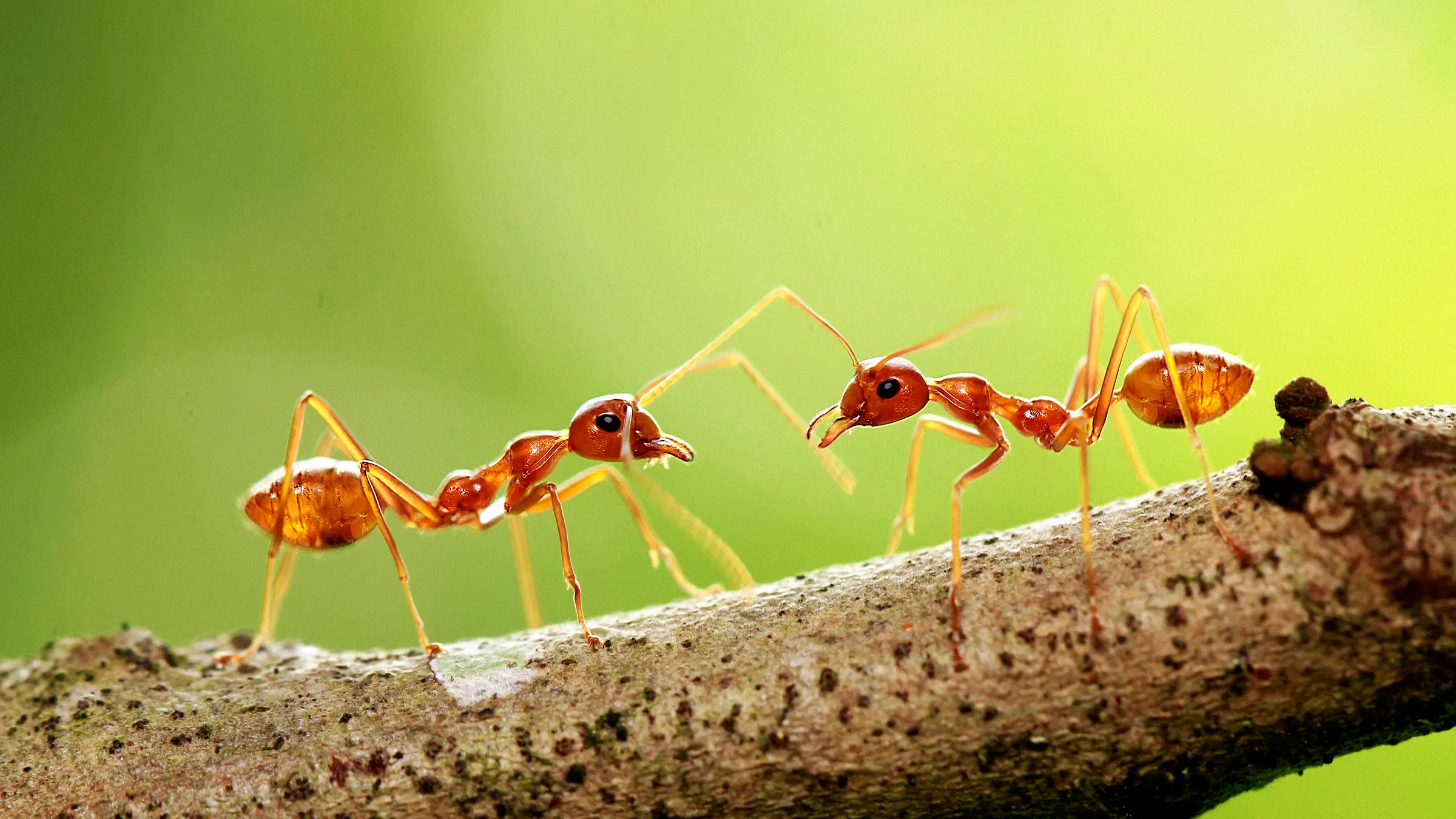 Professional ant control service in Dhaka