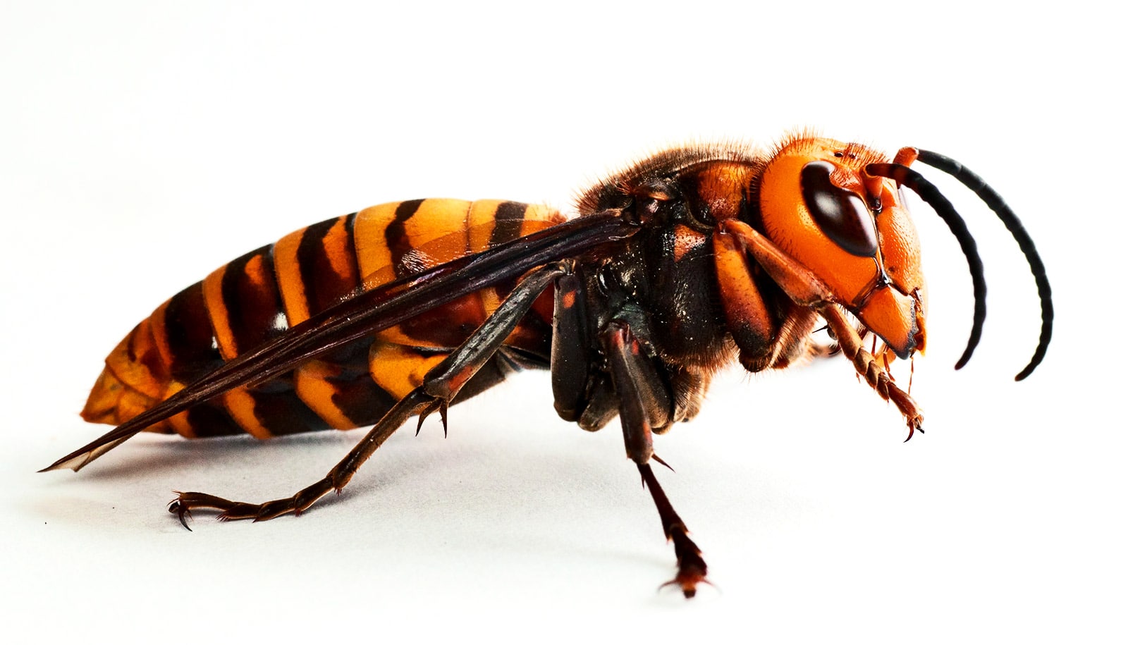 Hornet Removal Service in Dhaka Bangladesh