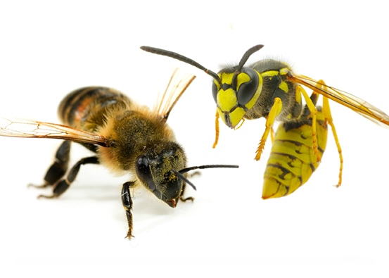 Bee Control Service in Dhaka Bangladesh