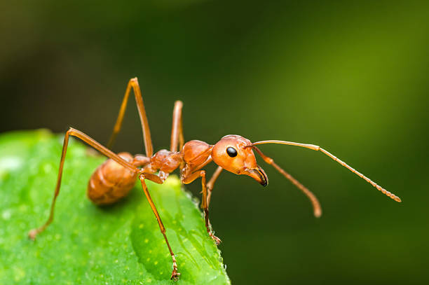 Ant infestation control treatment