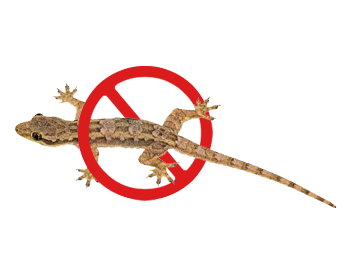 Lizard Control Service in Dhaka Bangladesh